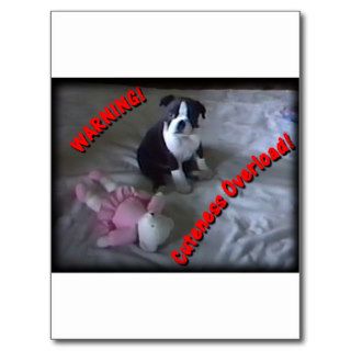 Boston Terrier  Cuteness Overload Postcards