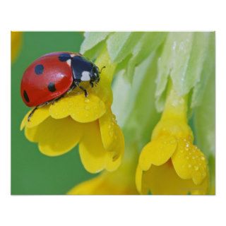 Close Up of Ladybug 2 Print