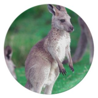 Cute joey baby Kangaroo Party Plates