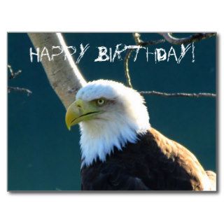 Eagle Eyes; Happy Birthday Post Cards