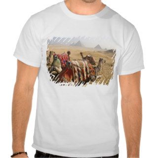 Egypt, Cairo. Resting camels gaze across the Tee Shirts