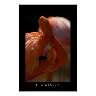 Greater Flamingo Print