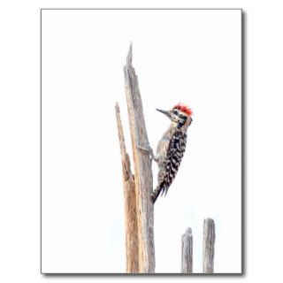 Ladder backed Woodpecker Post Card