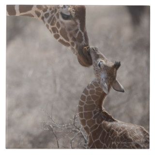 Giraffe, Kenya, Africa Tiles