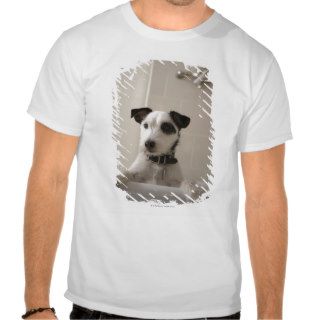 Jack russell terrier. t shirts