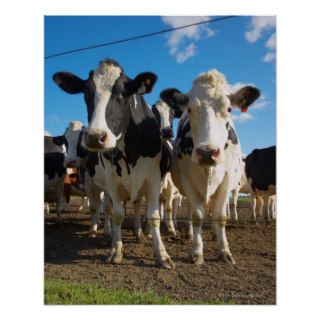 Cows on farm posters