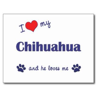 I Love My Chihuahua (Male Dog) Post Card