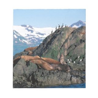 Seal Sea Lions Gulls And Alaska Scratch Pad