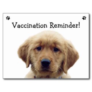 Golden Retriever "Vaccination Reminder" Postcard