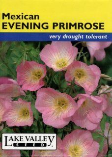 Lake Valley 378 Evening Primrose Mexican Heirloom Seed Packet  Flowering Plants  Patio, Lawn & Garden