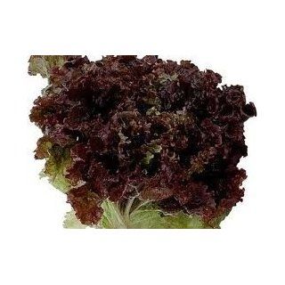 Todd's Seeds   Ruby Leaf Lettuce Seed   2g Seed Packet  Vegetable Plants  Patio, Lawn & Garden