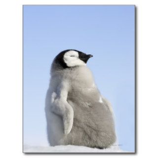 Baby Emperor Penguin, Snow Hill Island Postcards