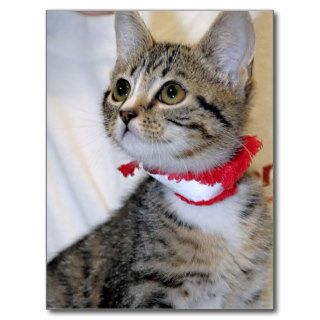 Gray (Grey) Tabby Shorthair Kitten Postcards