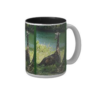 Giraffe Sitting Under a Tree Photo Kansas City Zoo Coffee Mugs