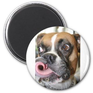 Funny Boxer Dog Fridge Magnets