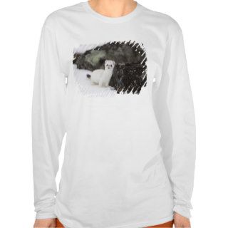 Short tailed weasel hunting for voles shirt