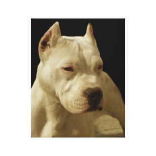 White Pitbull Terrier Gallery Wrap Canvas