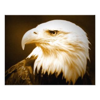 Bald American Eagle Eye Announcement