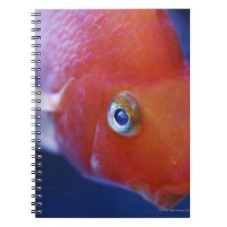 Also known as the Blood Parrot or Bloody Parrot. Spiral Note Books