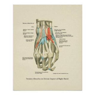 Hand & Wrist Internal Anatomy Poster