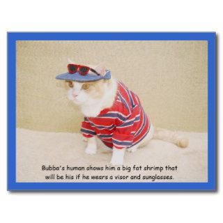 Too Cool Bubba Kitty Post Card