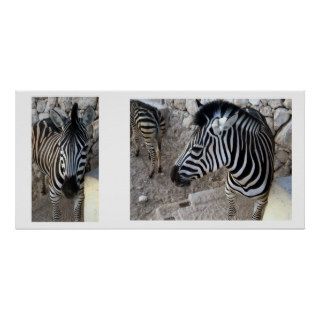 zebra faces collage print