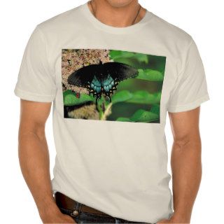 Spicebush swallowtail on Common milkweed T shirt