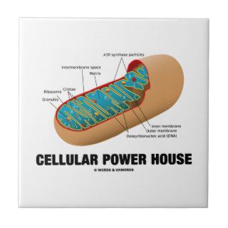 Cellular Power House (Mitochondrion) Tiles