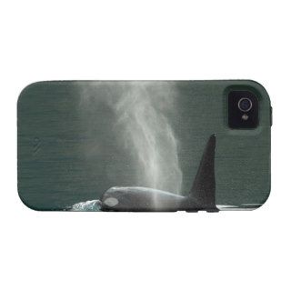 Killer Whales In Johnstone Strait Near Case Mate iPhone 4 Covers