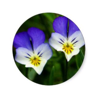Two cute blue violets round stickers
