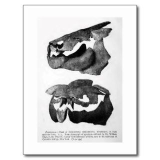Dinichthys intermedius art postcard