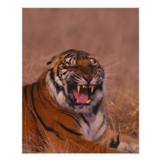 Siberian Tiger Snarling 2 Poster
