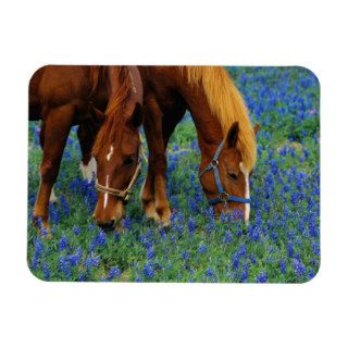 Horses Grazing Among Bluebonnets Rectangular Magnet