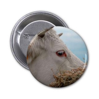 Cow Looking For Needle Pinback Buttons