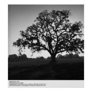 Cattle Behind a Tree by Ansel Adams Posters