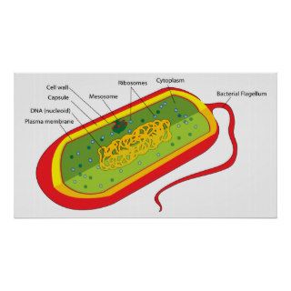 Basic Diagram of a Bacterial Prokaryote Cell Print