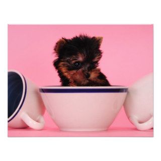 I'm not a Tea Cup Poodle Custom Announcement