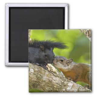 Mexico, Tamaulipas State. Both color phases of Fridge Magnet
