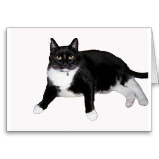 Tuxedo Cat Cards