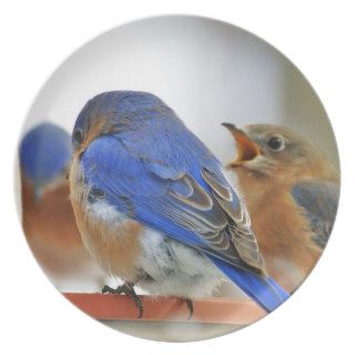 Blue birds coming for thawed water in the winter 2 plates