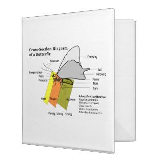 Diagram of a Common Butterfly Anatomy Lepidoptera 3 Ring Binder