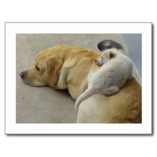 Puppy Love   Labrador and Mixed breed Puppy Post Cards