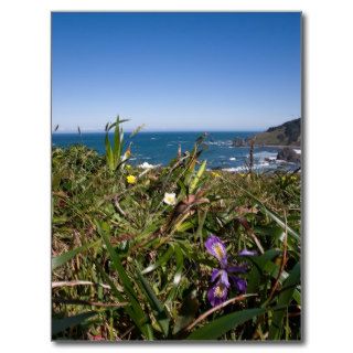 Spring Wildflowers along the Oregon Coast Postcard