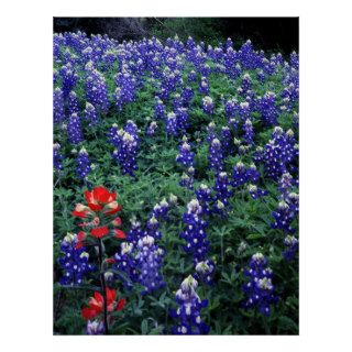 Texas Bluebonnets and Indian Paintbrush Print