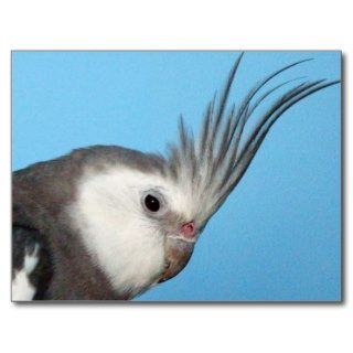 Male Whiteface Cockatiel Post Card