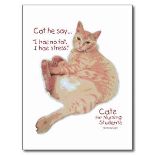 Cats for Nursing Students   I Has Stress Post Card