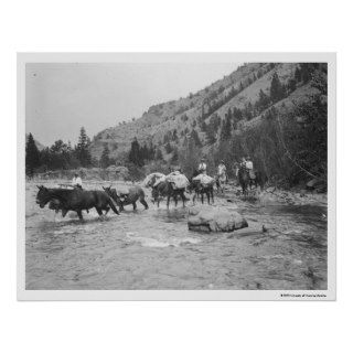 Driving pack mules across a river poster