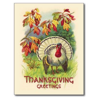 Vintage Thanksgiving Turkey postcard