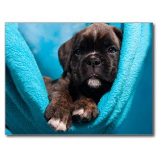 small boxer puppy/little boxers puppy postcards