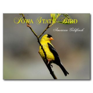 Iowa State Bird   American Goldfinch Postcards